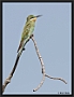 Groene Bijeneter, Blue-cheeked Bee-eater, Merops persicus Location: Gambian river, the Gambia groene bijeneter MG 3820 kopie